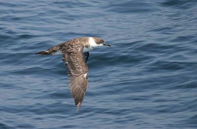 u10/gtepke/medium/21940281.030713GreaterShearwater496.jpg