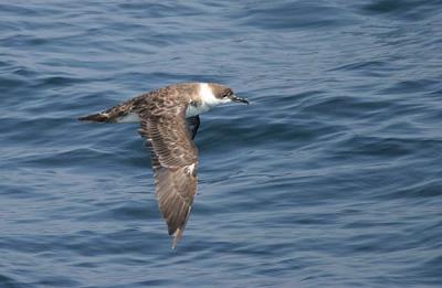 Great Shearwater