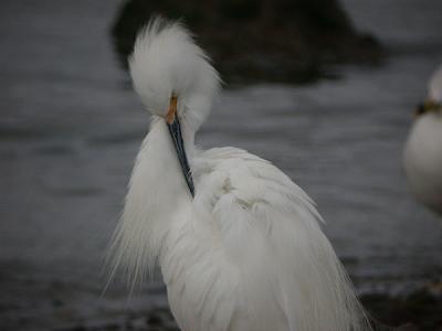 Snowy Egret