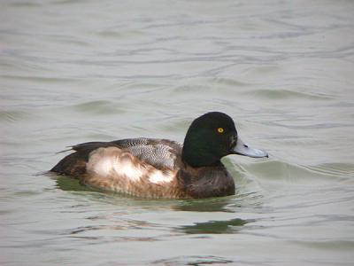 Greater Scaup