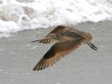 Marbled Godwit