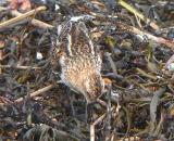 Little Stint