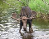 Moose