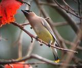 Cedar Waxwing