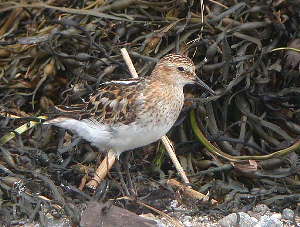 Little Stint