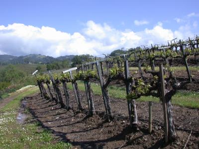 Wine Country