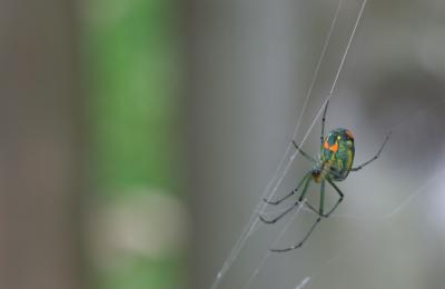 spider.jpg