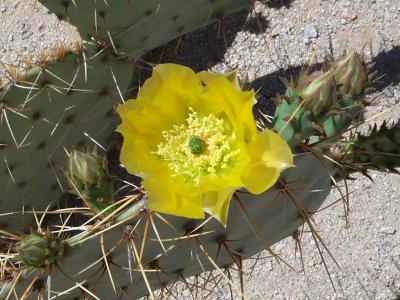 Pillow Of Pollen