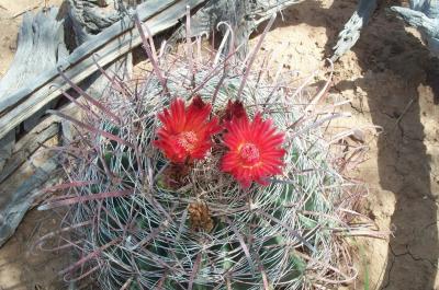 Cacti With Personality