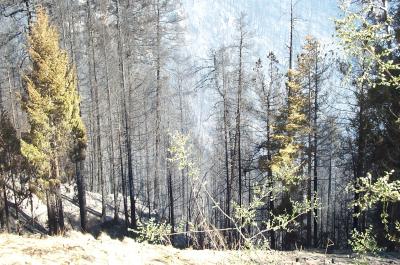 Mt Lemmon Burnout