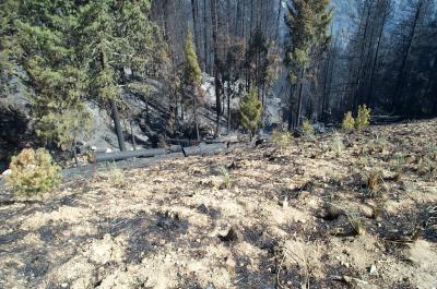 Mt Lemmon Burnout