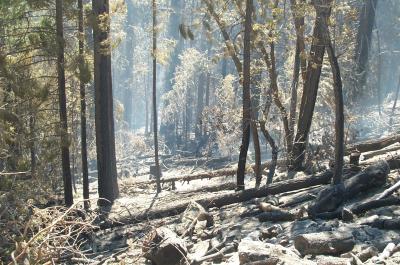 Ash Covered Ground
