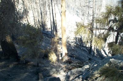 Ash Covered Ground