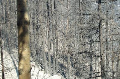 Ash Covered Ground