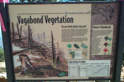 Mt Lemmon