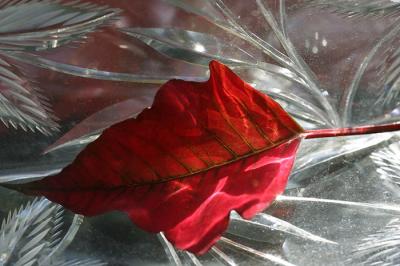 : Poinsettia bract with cutglass :