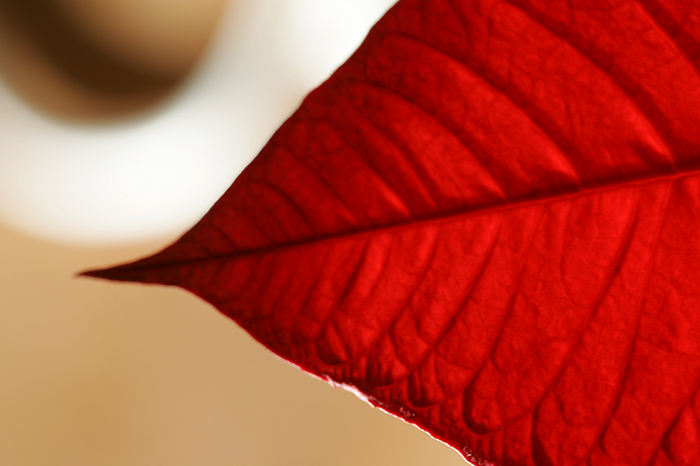 : Poinsettia bract (abstract) :
