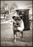 Goodwilldog