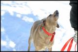 Howl9