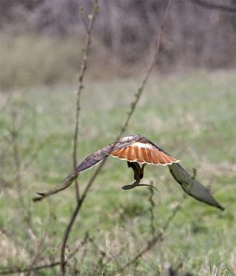 redtail-w-snake.jpg