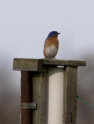 Blue-Bird.jpg