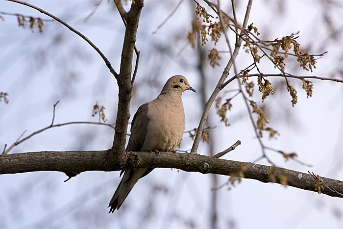 DOVE.jpg