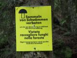 auch der wald wird bald alt. dr. helene p. analysiert beutel- und magenkontrollen im grünen alp dem tollen.