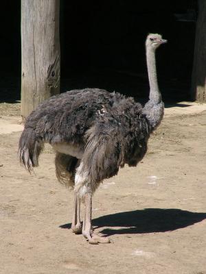 Ostrich.jpg