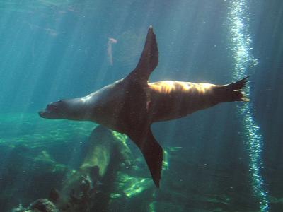 Sealion 2.jpg