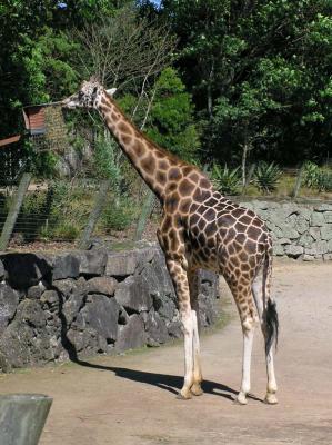 Giraffe again.jpg