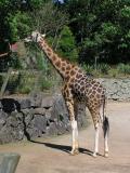Giraffe again.jpg