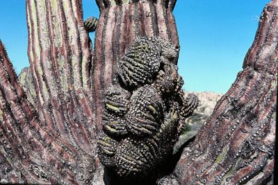 Giant Cardon (Pachycereus pringlei)