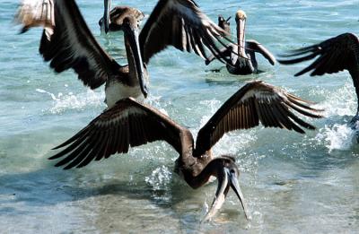 Pelecanus occidentalis californicus Brown pelican Bruine pelikaan