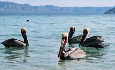 Pelecanus occidentalis californicus Brown pelican Bruine pelikaan