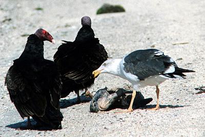 Turkey vultures and gull