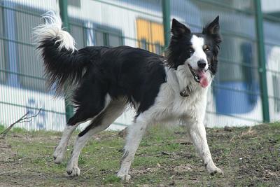 Border Collie