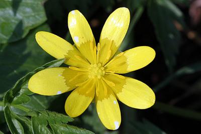 Ranunculus ficaria subsp. bulbifer Pilewort Gewoon speenkruid 