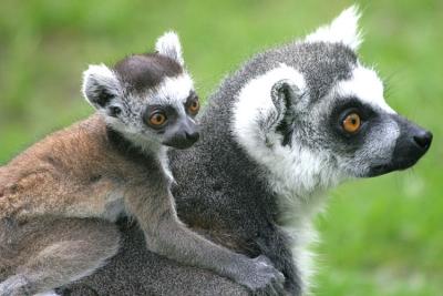 Lemur katta Ring Tailed LemurRingstaart Maki 