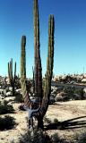 Posing with giant cardon cactus