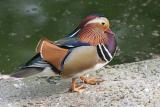 Aix galericulata<br>Mandarin duck<br>Mandarijneend 