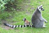 Lemur katta <br>Ring Tailed Lemur<br>Ringstaart Maki 