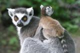 Lemur katta Ring Tailed LemurRingstaart Maki