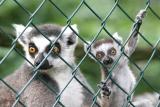 Lemur katta Ring Tailed LemurRingstaart Maki
