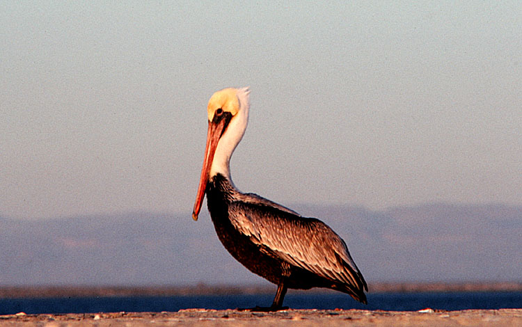 Pelecanus occidentalis <br>Brown Pelican <br>Bruine pelikaan