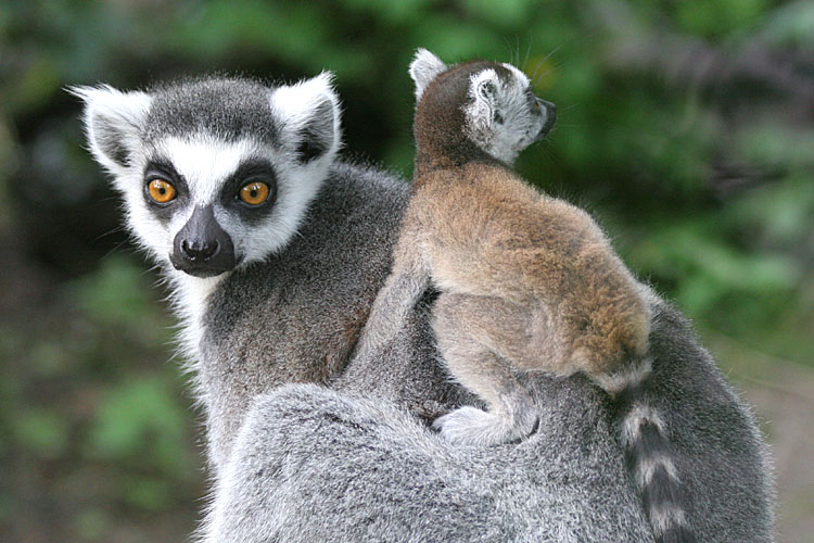 Lemur katta <br>Ring Tailed Lemur<br>Ringstaart Maki 