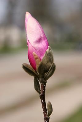 Magnolia blossom