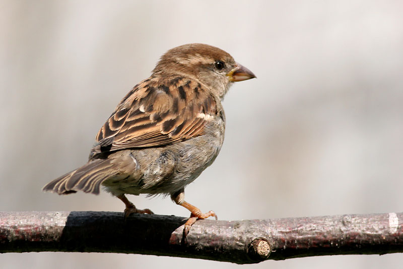 House Sparrow (female)