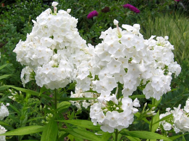Phlox