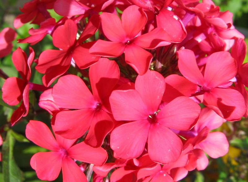 Phlox