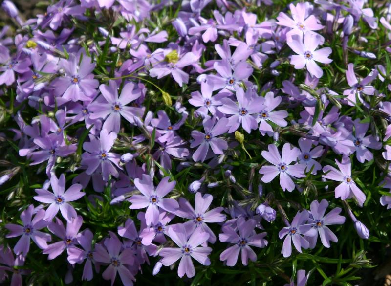 Phlox